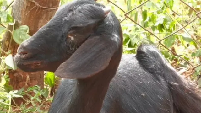 मुंग्या, प्राणी, तामिळनाडू