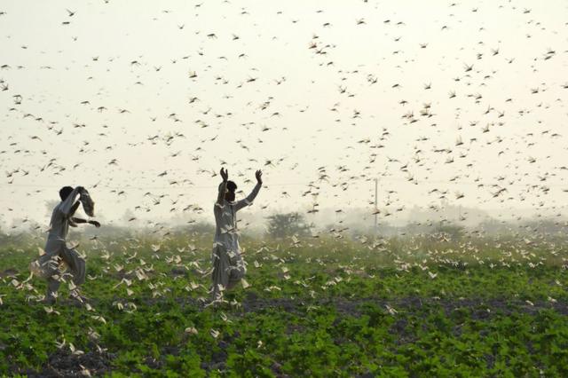 巴基斯坦城市苏库尔外围的农田里，农民们努力想赶走一群蝗虫。