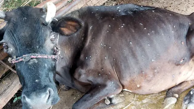 गाई