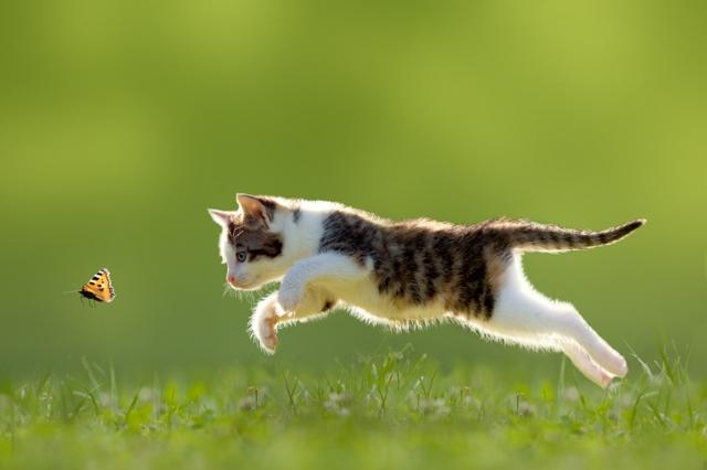 A young cat hunting butterfly on a meadow, backlit by the sun.