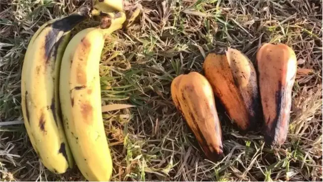 કેળાનું ફળ (ડાબે) અને એન્સેટ (જમણે), મેનુનો એક ભાગ જે વૈજ્ઞાનિકો આગામી દાયકાઓ માટે તૈયાર કરી રહ્યા છે