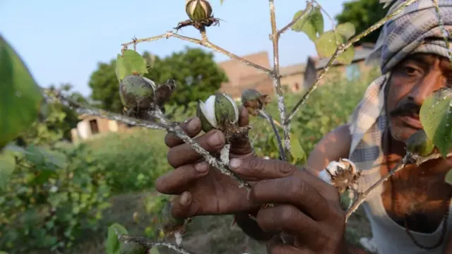 છોડ પર ઉગેલા કપાસના ફૂલને તપાસી રહેલા ખેડુતની પ્રતીકાત્મક તસ્વીર