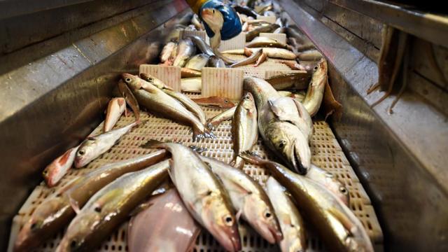 Fish on a conveyer belt on a ship in the North Sea