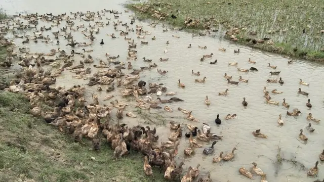 জলাশয়ে হাঁস