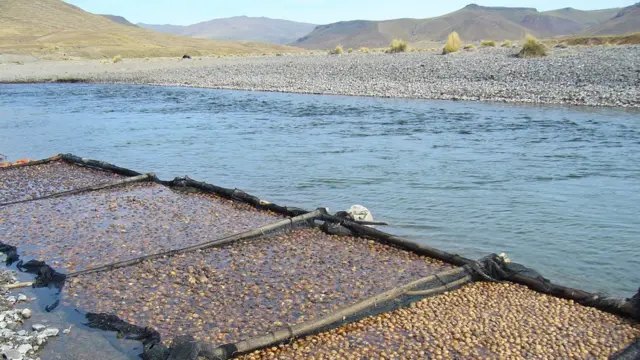 Tunta lavándose en agua en Ilave, Puno, Perú, 2008