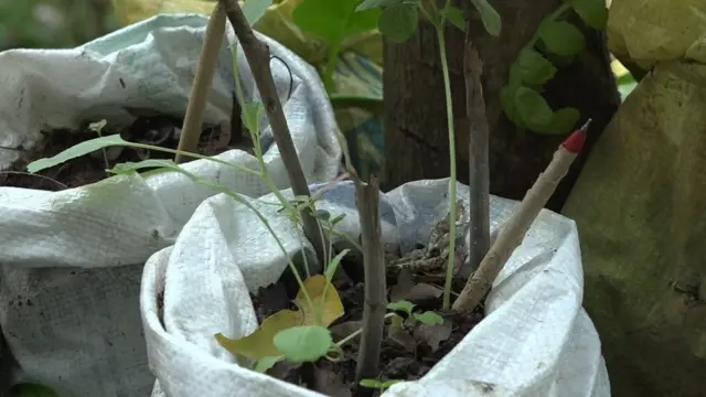 விதை பேனா