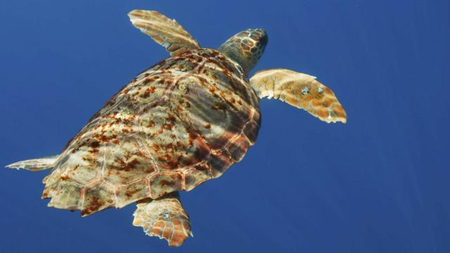 Loggerhead turtle swims in the open ocean as Columbus crabs cling to its back