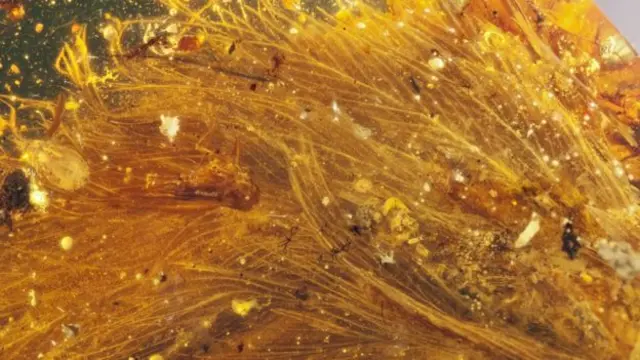 琥珀的恐龙羽毛保留着精致细节。