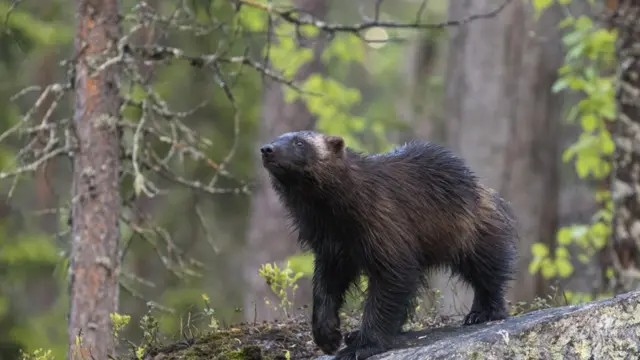 Густой мех росомахи отлично согревает