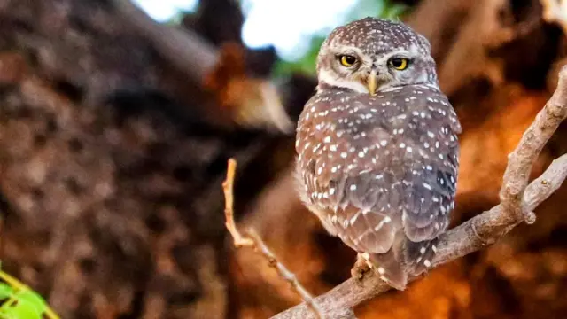 దట్టమైన అడవుల్లో ఎలుకలు, బల్లులను వేటాడే గుడ్లగూబ