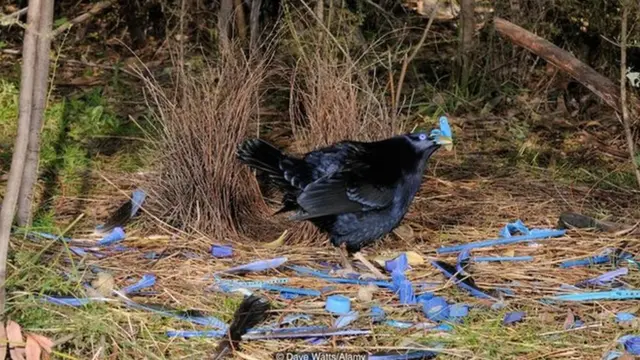 प्रजनन, नर-मादा संबंध