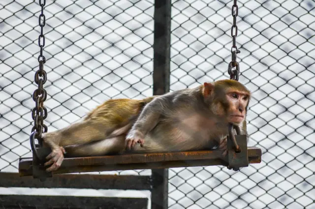 பிபிசி தமிழ் நேயர்களின் மெய்சிலிர்க்க வைக்கும் வன உயிரின படங்கள்