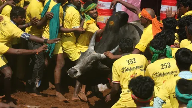 ஜல்லிக்கட்டு