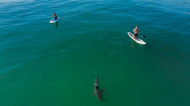Sharks swim near surfers peacefully