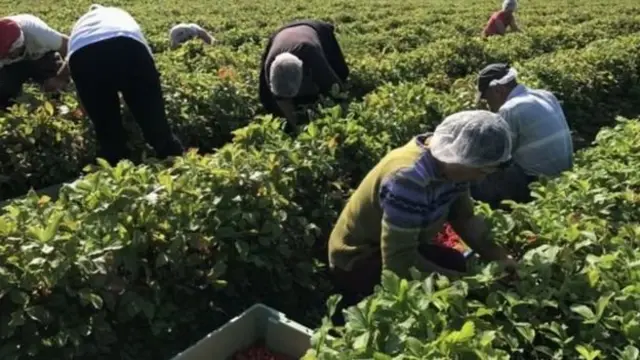 mevsimlik tarım işçileri