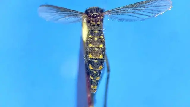 Cx.sp near infula mosquito