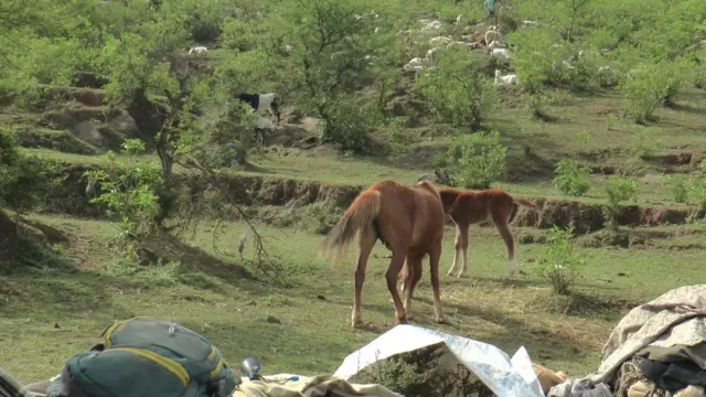 बकरवाल, कठुआ रेप केस