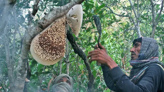 સુંદરવનમાં મધ ઉતારતો શખ્સ