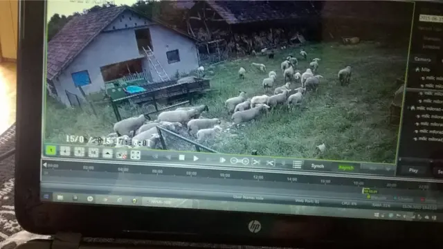 sajber pastir ovce video nadzor