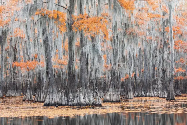 деревья осенью