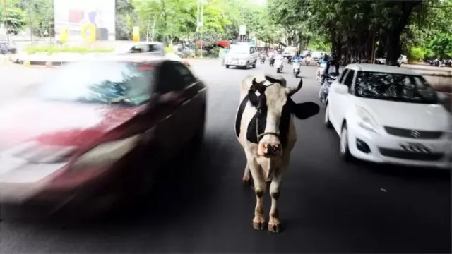 आवारा मवेशी