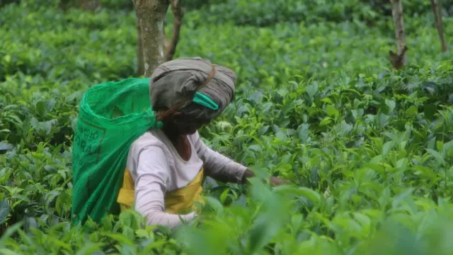 වතු කම්කරුවන් වතු හැර යන තත්වයක්