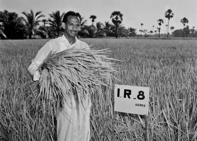 Subba Rao recogiendo la primera cosecha de IR8.