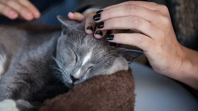 野良猫にえさやりの79歳女性に禁錮10日判決 米オハイオ州 - BBC