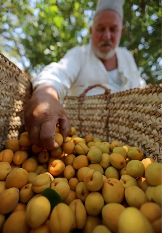 Ana ɗaukar nunannen apricot a Masar a ranar Juma'a.