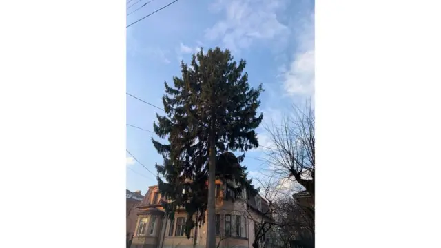 ялинка. чернівці