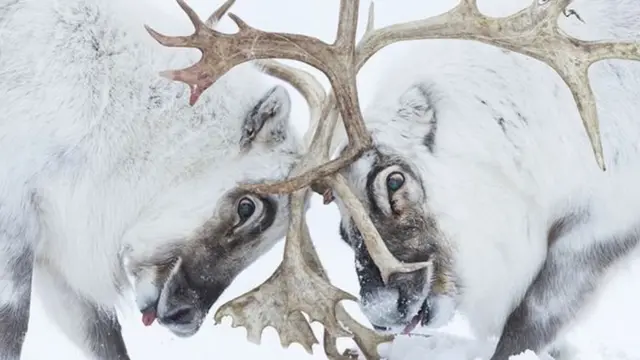 STEFANO UNTERTHINER / WPY