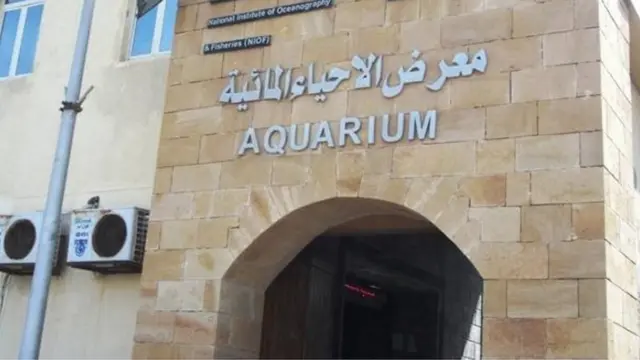 متحف الأحياء البحرية بالإسكندرية يحتفظ بسجل لأنواع الحيتان المنتشرة في البحر المتوسط