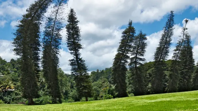 Araucaria columnaris