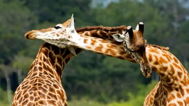 Жирафы-самцы дерутся шеями