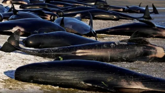 તણાઈ આવેલી વહેલ માછલીઓની પ્રતિકાત્મક તસવીર