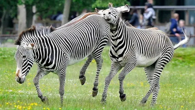 பாலியல்