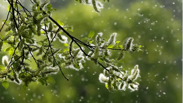 полен дрвета