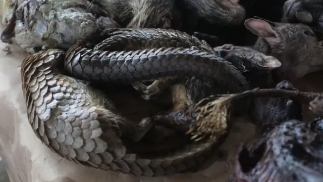 သင်းခွေချပ်တွေဟာ မျိုးသုဉ်းမယ့်အန္တရာယ်နဲ့ကြုံနေရတဲ့ ရှားပါးမျိုးစိတ်ပါ။