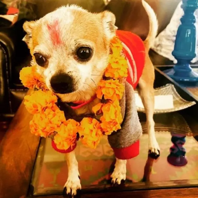 Чіхуахуа з гірляндою