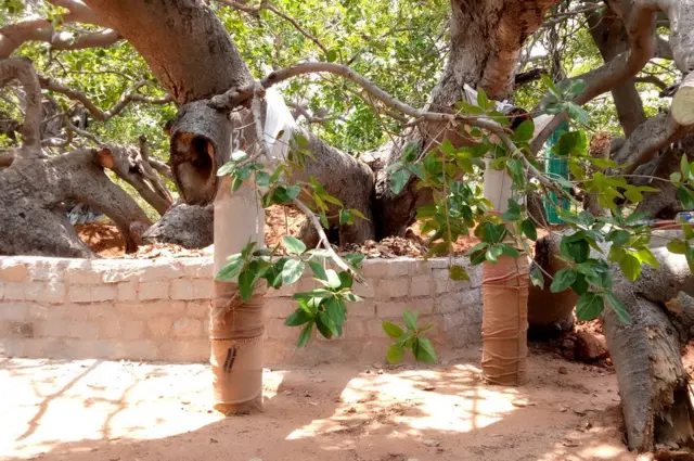 చెట్టు పరిరక్షణకు చేసిన ఏర్పాట్లు