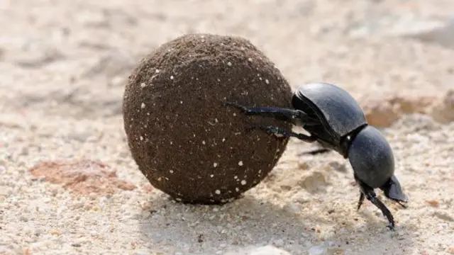 یک سرگین غلتان با خط سبز (Scarabaeus rugosus)