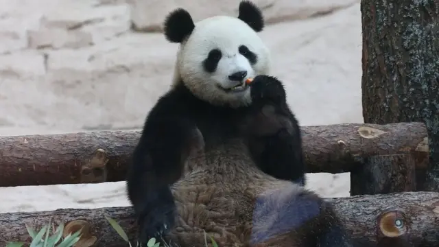 பாண்டா கரடி