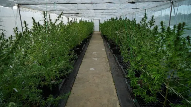 โรงเรือนปลูกกัญชง