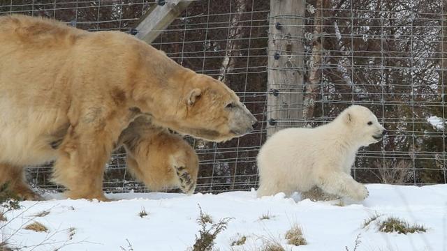 Snow bear New cub enjoys wintry blast BBC News