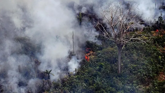 Imagem mostra fotoblackjack de graçaárvores na Amazônia