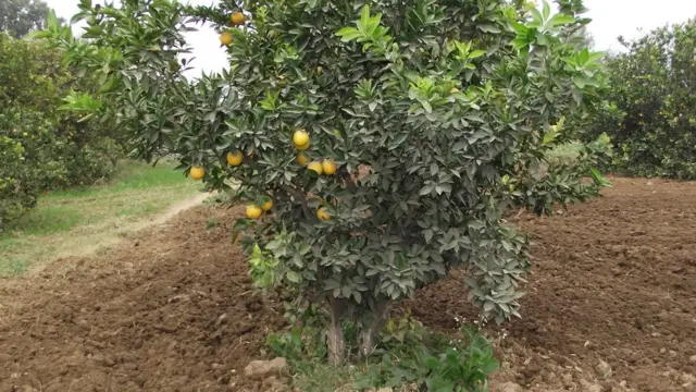 زرعی پیداوار