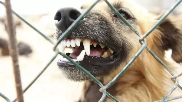 కుక్కలు ఎందుకు కరుస్తాయి?