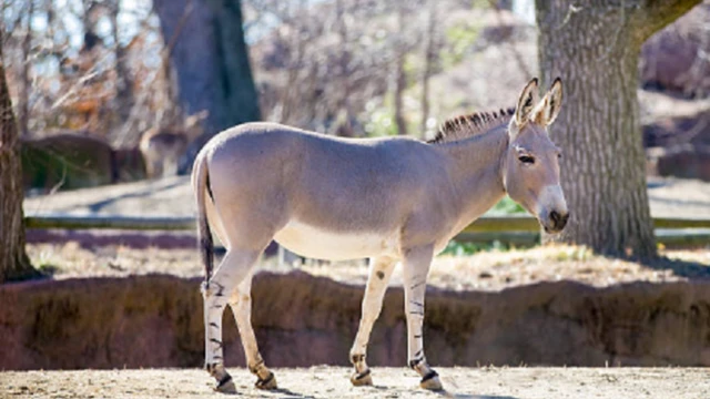 Maansada uu abwaanka ka sameeyay la kulanka Gumburiga wuxuu ku magacaabay Gob Maxbuus ah