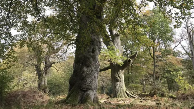 Дубовая роща в Уилтшире