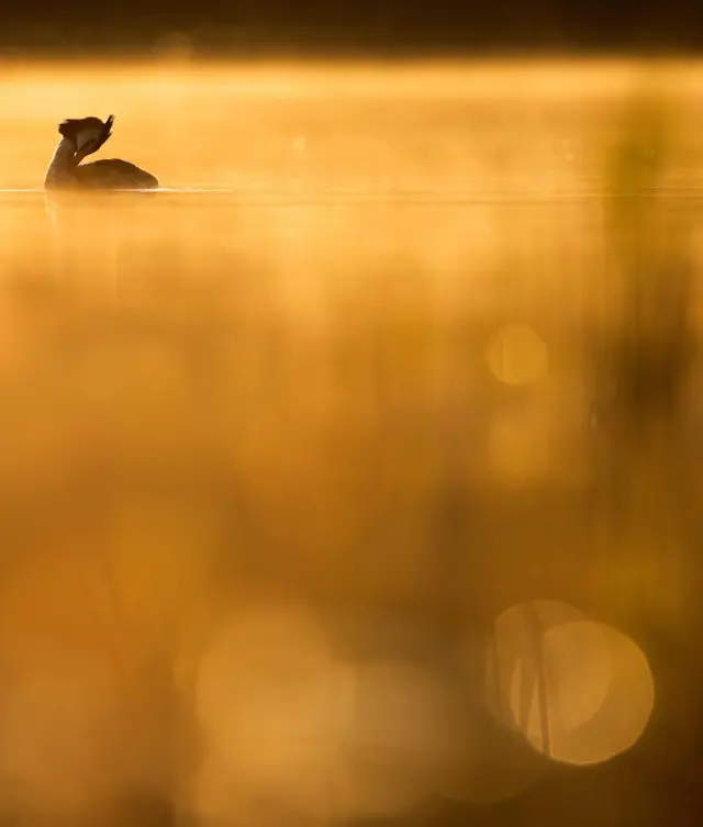 A Great Crested Grebe preens on the surface of water